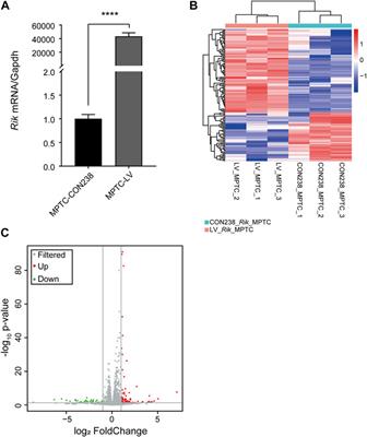 Overexpression of long noncoding RNA 4933425B07Rik leads to renal hypoplasia by inactivating Wnt/β-catenin signaling pathway